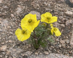 Ranunculus adoneus