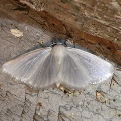 Lomographa vestaliata