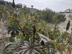 Ricinus communis