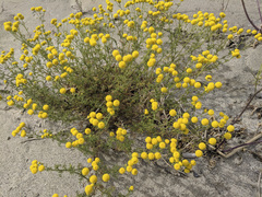 Oncosiphon pilulifer