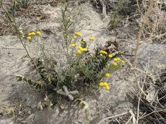 Oncosiphon pilulifer