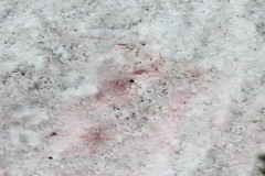 Chlamydomonas nivalis