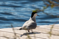 Sterna hirundo longipennis