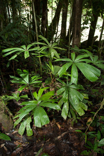 Licuala telifera