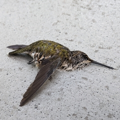 Archilochus colubris