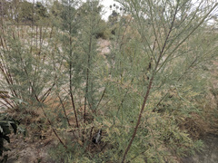 Tamarix ramosissima