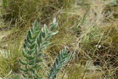 Astragalus dasyanthus