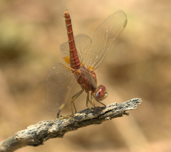 Crocothemis erythraea