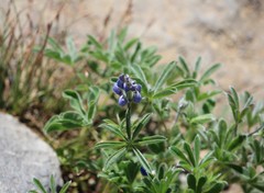 Lupinus lepidus lobbii
