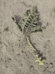 Brassica tournefortii