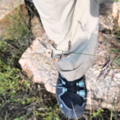 Bouteloua chondrosioides