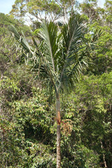 Cyrtostachys excelsa