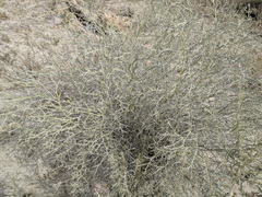 Psorothamnus spinosus