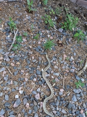 Pituophis catenifer sayi