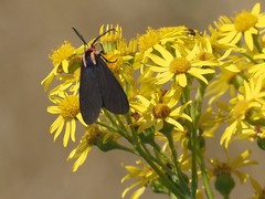 Ctenucha rubroscapus