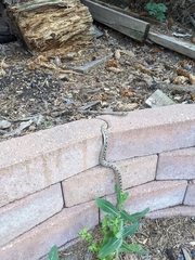 Pituophis catenifer sayi