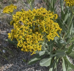 Senecio integerrimus exaltatus