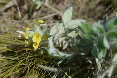 Astragalus dasyanthus