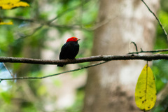 Ceratopipra rubrocapilla