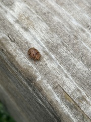 Epilachna varivestis