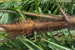 Calameae