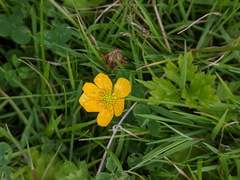 Ranunculus repens