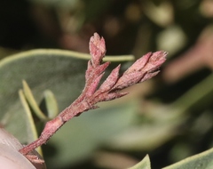 Arctostaphylos otayensis