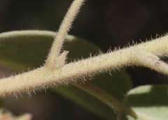 Arctostaphylos otayensis
