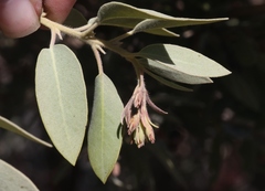 Arctostaphylos otayensis