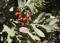 Arctostaphylos otayensis