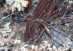 Arctostaphylos otayensis