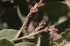 Arctostaphylos otayensis