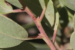 Arctostaphylos otayensis