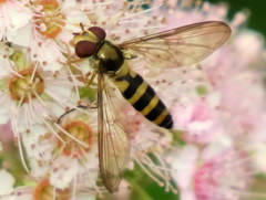 Meliscaeva cinctella image