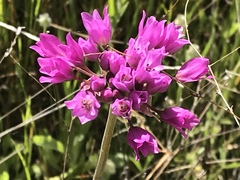 Allium serra