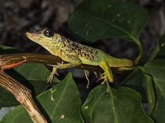 Anolis extremus