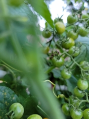 Solanum lycopersicum
