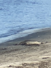 Phoca vitulina