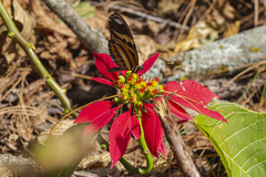 Heliconius ethilla narcaea