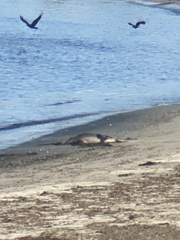 Phoca vitulina