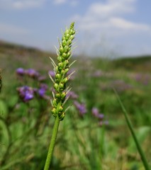 Plantago schwarzenbergiana