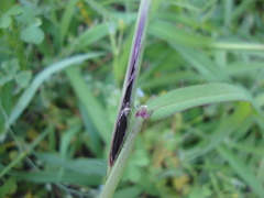 Ustilago syntherismae