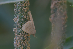 Pechipogo strigilata