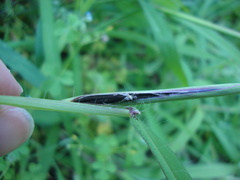 Ustilago syntherismae