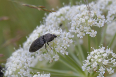 Prosternon tessellatum
