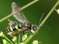 Gorytes atricornis