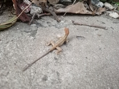 Anolis sagrei