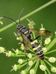 Gorytes atricornis
