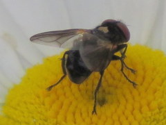 Phasia aurulans