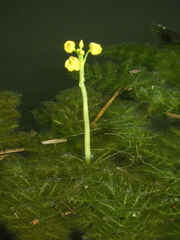 Utricularia foliosa